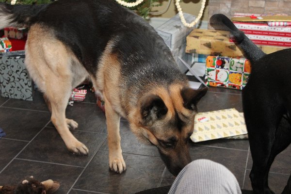 New Camera Dec2010 046